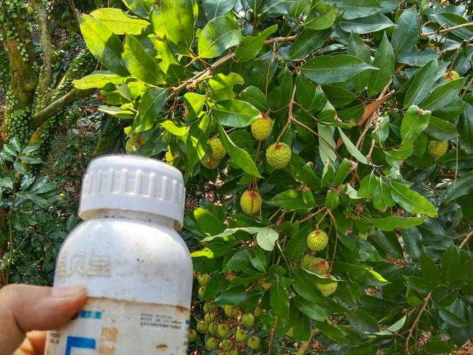 水溶肥正确使用指南 掌握技巧，肥效翻倍不烧苗