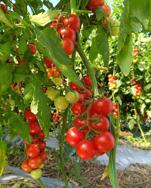 种植户必看 2026大量元素水溶肥实用指南，选对肥才能稳增产不踩坑