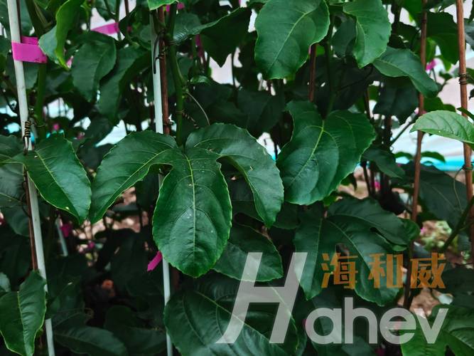 高磷水溶肥对百香果的作用，种植户必看