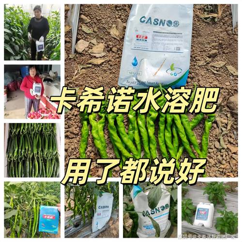 深度解析卡希诺水溶肥多重优势 水溶肥领域的革新力量