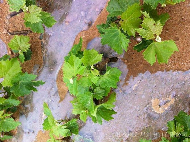 葡萄专用保根促长利器 绿壮腐殖酸磷钾进口生物有机水溶肥全解析