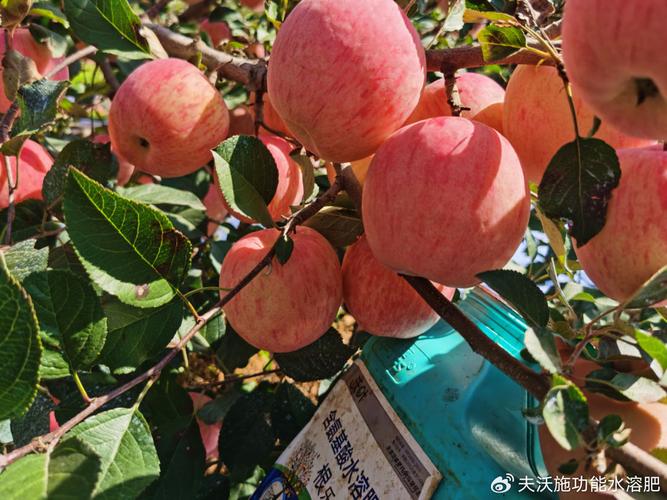 水溶肥与复合肥究竟哪个更好？原来我们都错了！